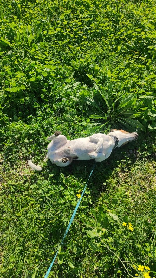 🐾💛 Pippo,  simpaticissimo jack russell 🏠💕 Foto 6